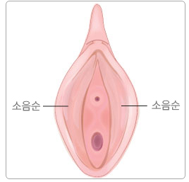 소음순 위치그림