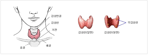 갑상선의 모습